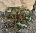 Willow Wreath (bare) (3 pack)