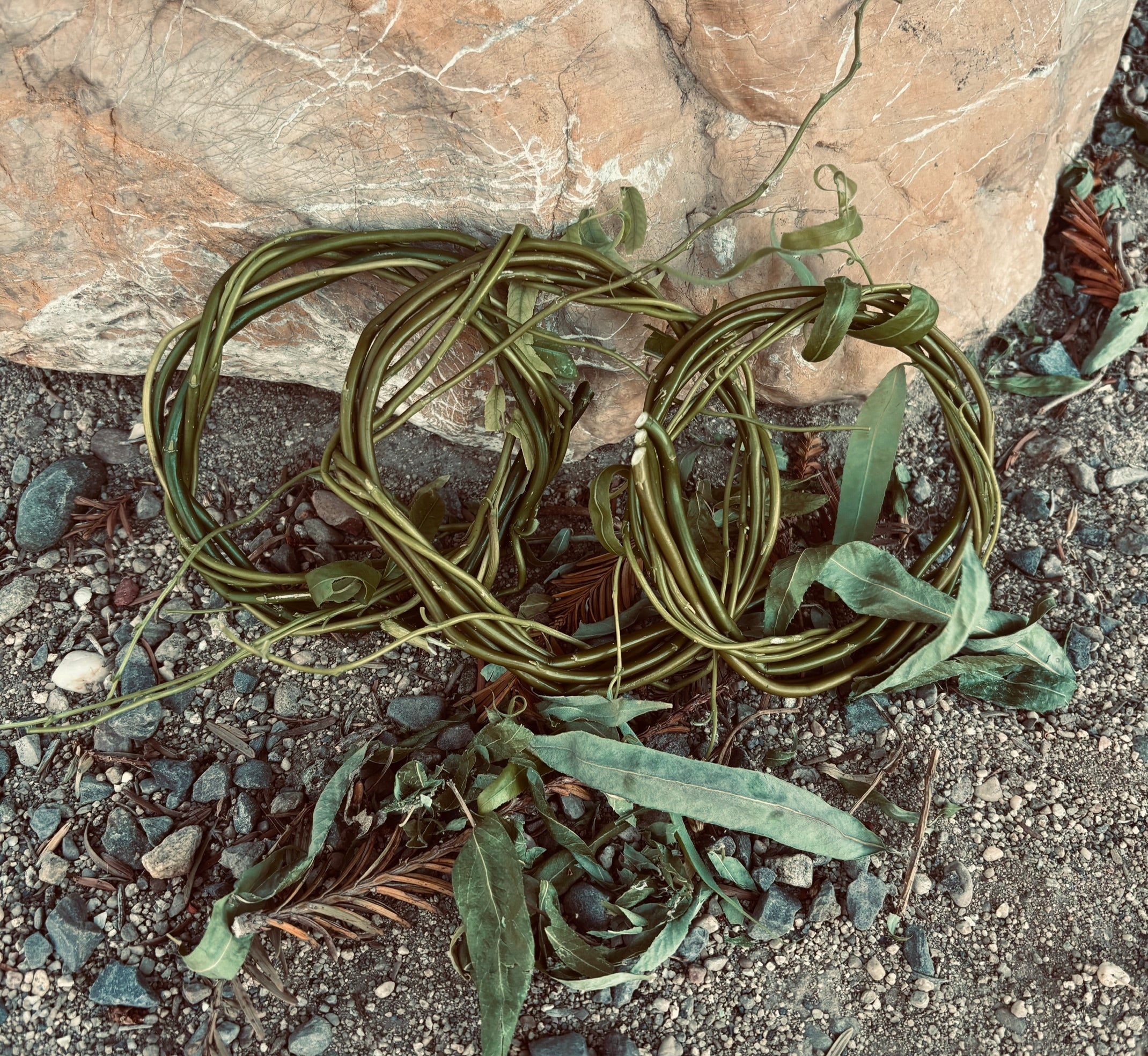 Willow Wreath (bare) (3 pack)