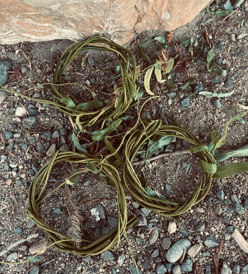 Willow Wreath (bare) (3 pack)