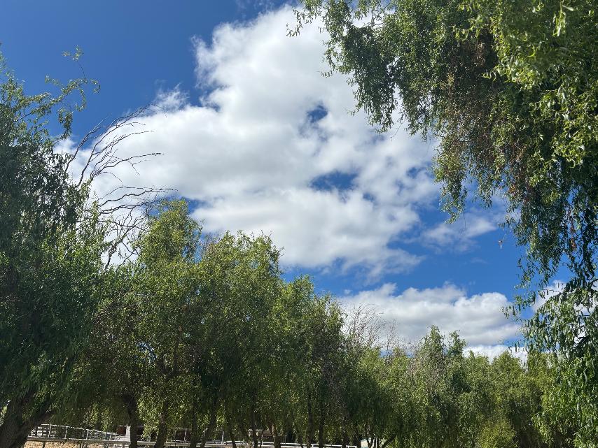 Willow Bites (Qty: 15)