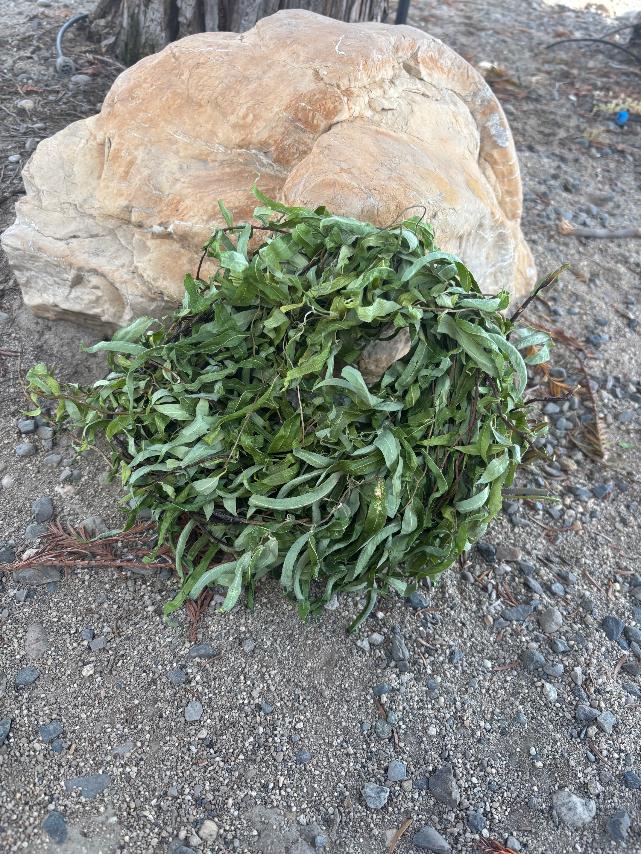 Willow Wreath with Leaves